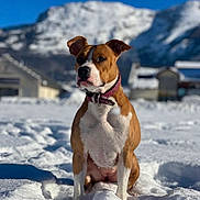 Phuket participe au concours pour gagner de l'argent avec cette photo : dog, snow, mountains, outdoor, blue_sky, collar, pet, animal, nature, winter, canine, sitting, sunlight, cold, fur, landscape, house, daytime, quiet, scenery