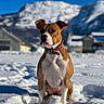 dog, snow, mountains, outdoor, blue_sky, collar, pet, animal, nature, winter, canine, sitting, sunlight, cold, fur, landscape, house, daytime, quiet, scenery