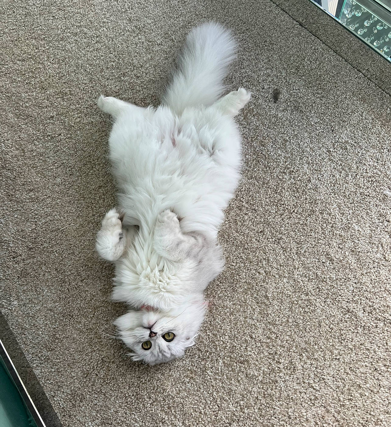 Chanel joined the competition — help win amazing prizes! asphalt, canidae, carnivore, comfort, companion_dog, dog, dog_breed, fawn, felidae, flooring, grey, paw, road_surface, small_terrier, small_to_medium_sized_cats, snout, tail, terrier, toy_dog, whiskers