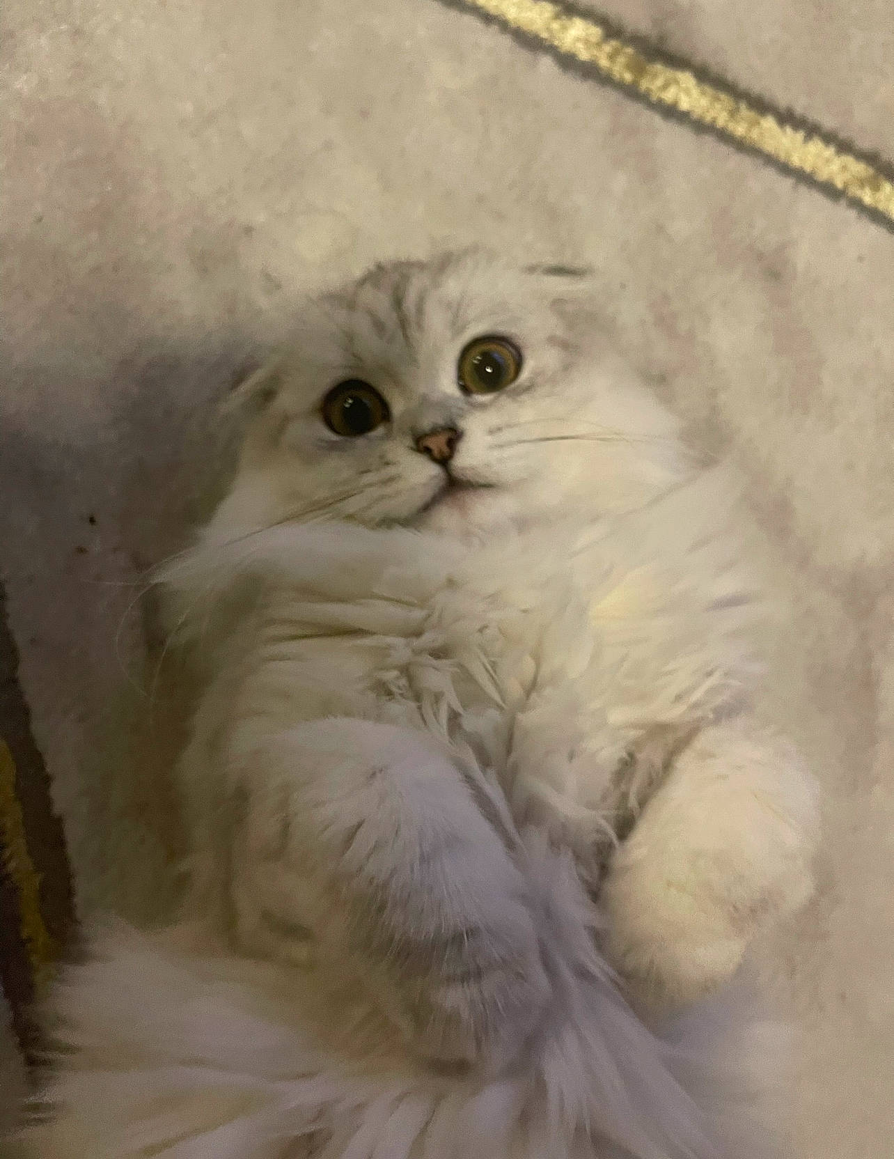 Chanel is registered to the contest to win money with this photo: carnivore, cat, fawn, felidae, fur, small_to_medium_sized_cats, snout, terrestrial_animal, whiskers, wood