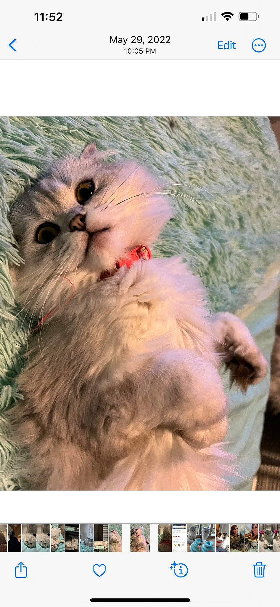 Chanel is registered to the contest to win money with this photo: british_longhair, carnivore, cat, claw, comfort, fawn, felidae, fur, gesture, happy, love, paw, persian, photo_caption, plant, small_to_medium_sized_cats, snout, tail, terrestrial_animal, whiskers