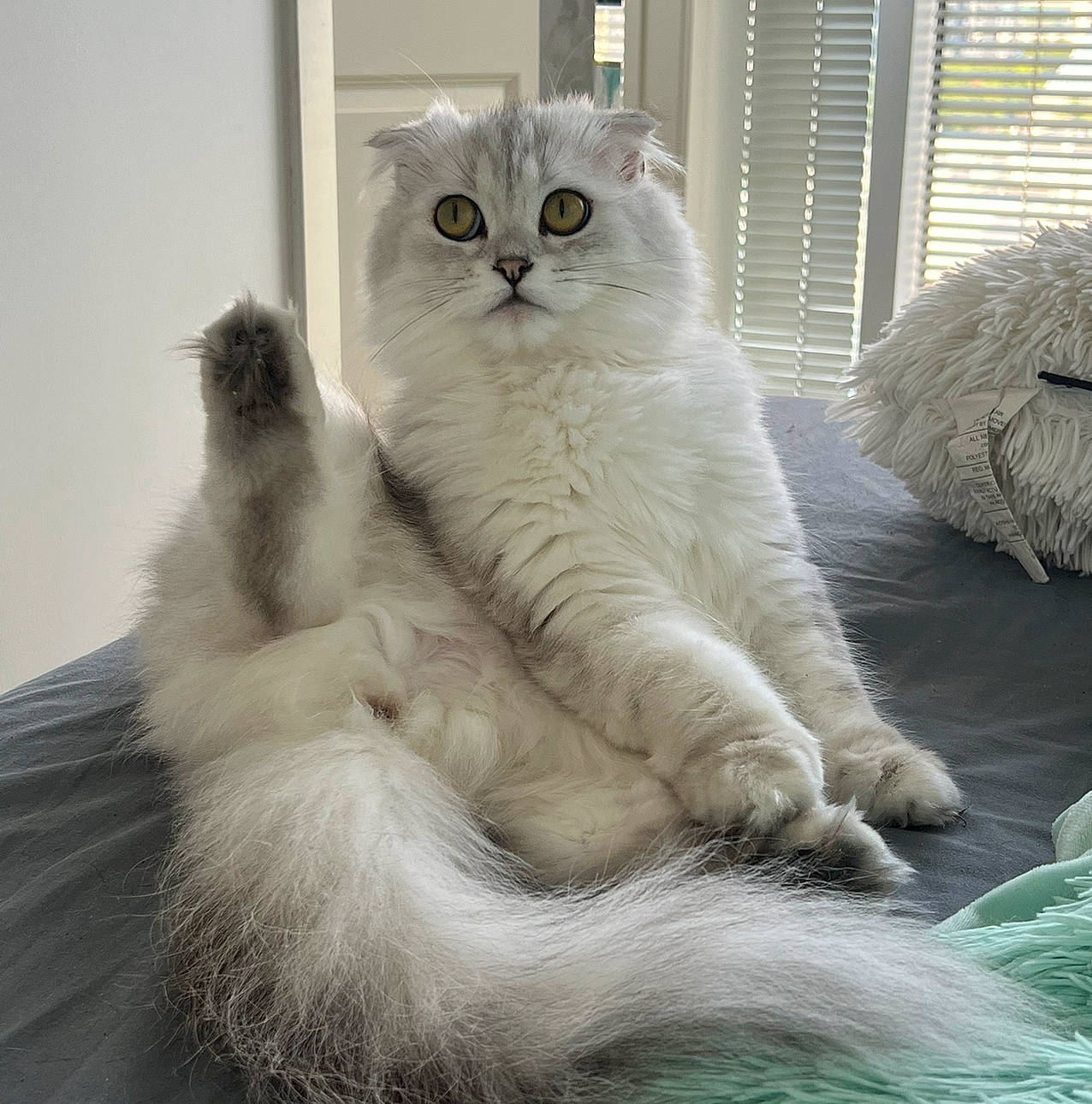 Chanel joined the competition — help win amazing prizes! british_longhair, carnivore, cat, claw, comfort, felidae, fur, grey, paw, sitting, small_to_medium_sized_cats, snout, tail, terrestrial_animal, whiskers, window