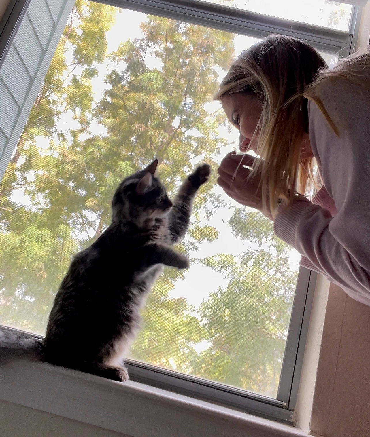 Prada is registered to the contest to win money with this photo: carnivore, cat, daylighting, domestic_short_haired_cat, felidae, fur, gesture, glass, reflection, shade, shadow, sky, small_to_medium_sized_cats, sunlight, tail, tints_and_shades, tree, vertebrate, whiskers, window