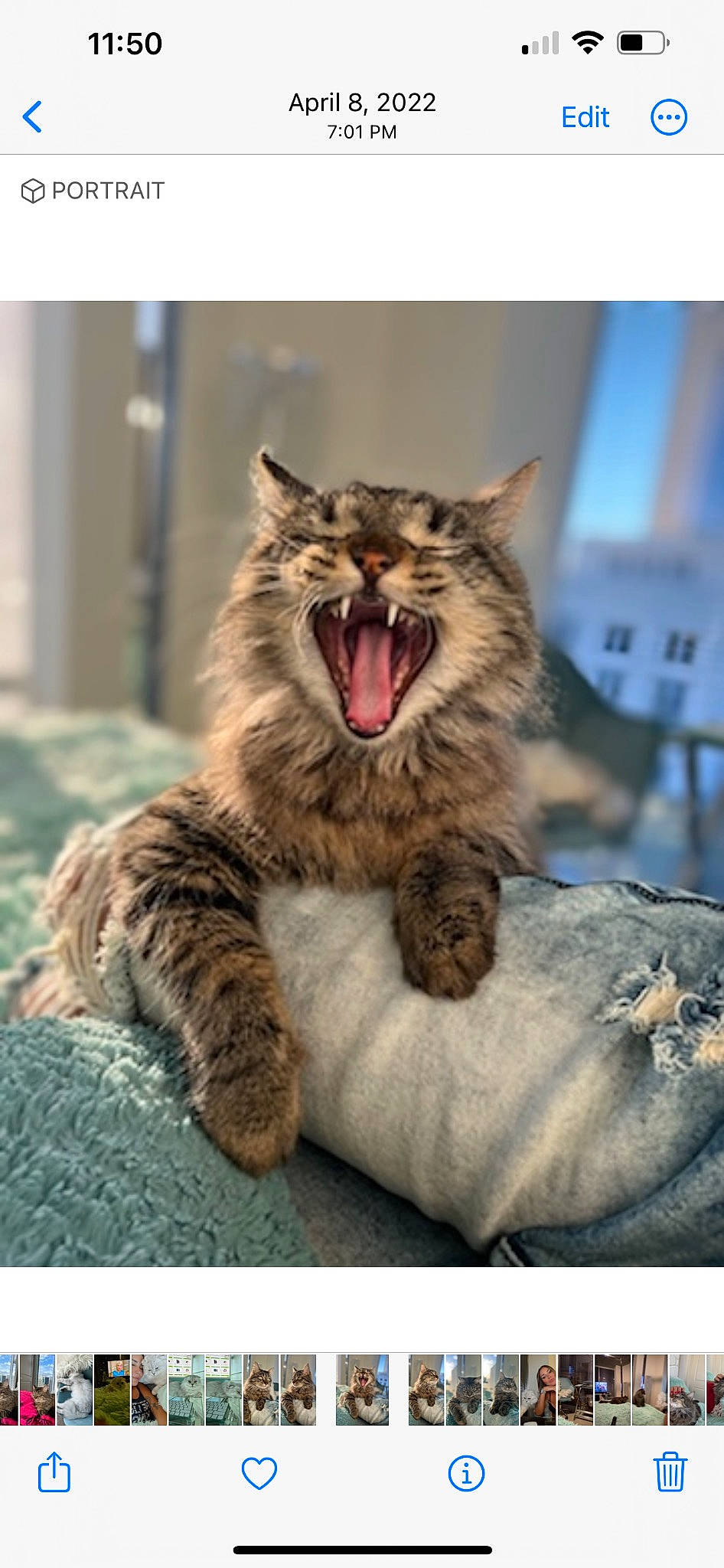 Prada is registered to the contest to win money with this photo: carnivore, cat, claw, comfort, eye, fang, felidae, flesh, foot, fur, metal, paw, sitting, small_to_medium_sized_cats, snout, tail, terrestrial_animal, whiskers, wildlife