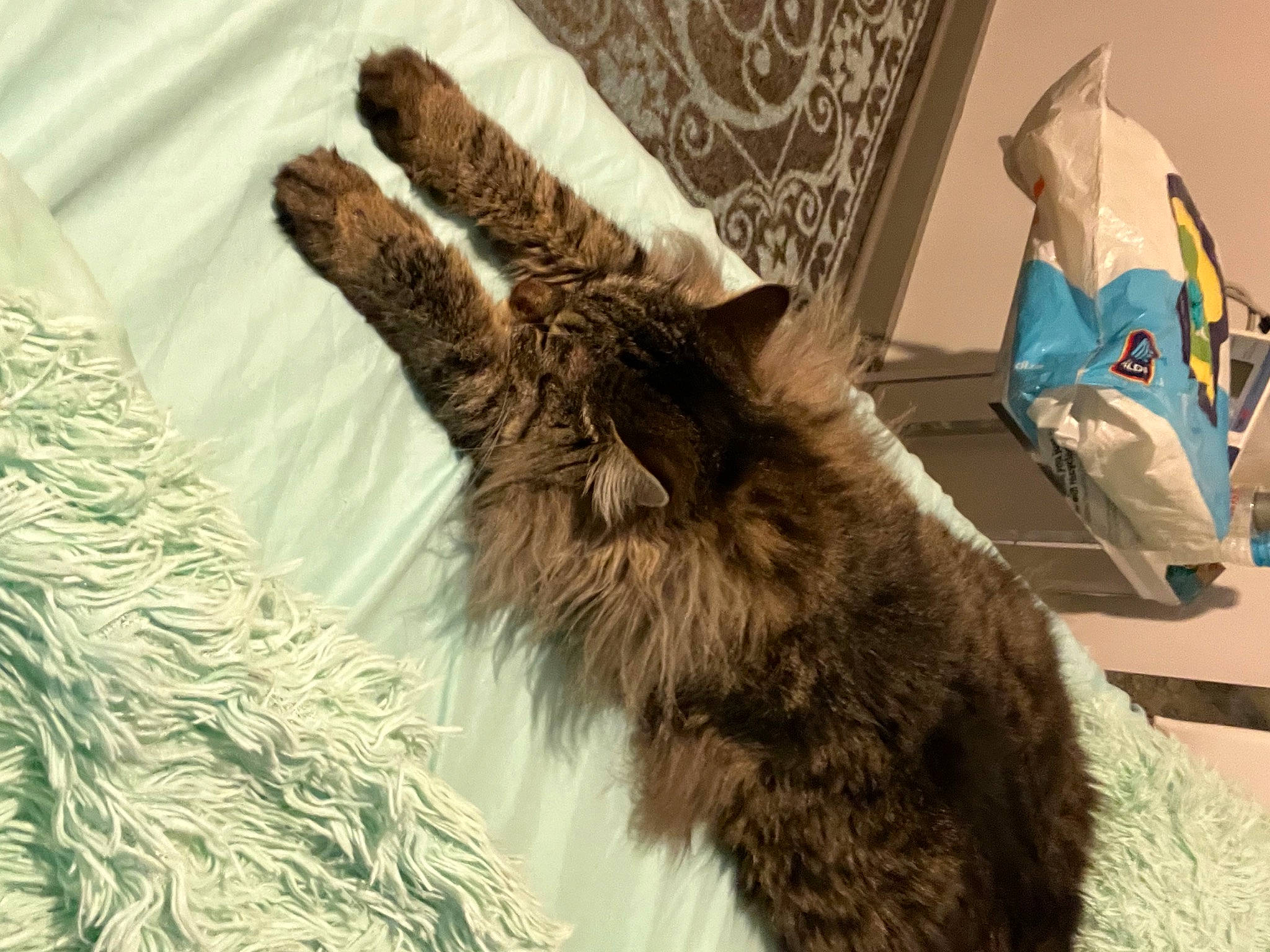 Prada joined the competition — help win amazing prizes! bed, bedding, black_cat, carnivore, cat, claw, comfort, dog_breed, domestic_short_haired_cat, fawn, felidae, fur, linens, pattern, paw, small_to_medium_sized_cats, tail, textile, whiskers, wool