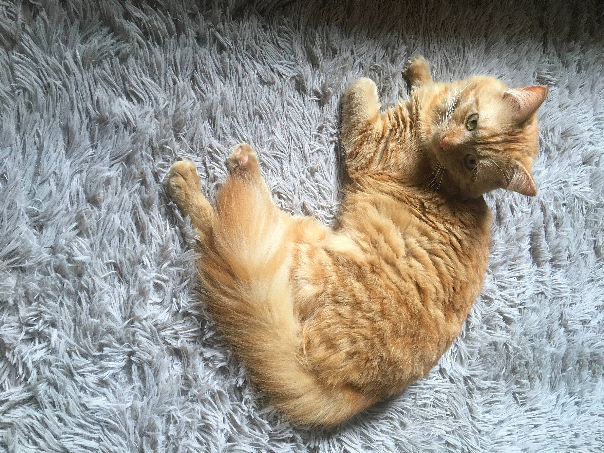 Miel a rejoint le concours — aidez-le/la à gagner de superbes lots ! canidae, carnivore, cat, cat_supply, claw, comfort, domestic_short_haired_cat, felidae, fur, grass, maine_coon, paw, small_to_medium_sized_cats, tail, terrestrial_animal, whiskers, wildlife, wood