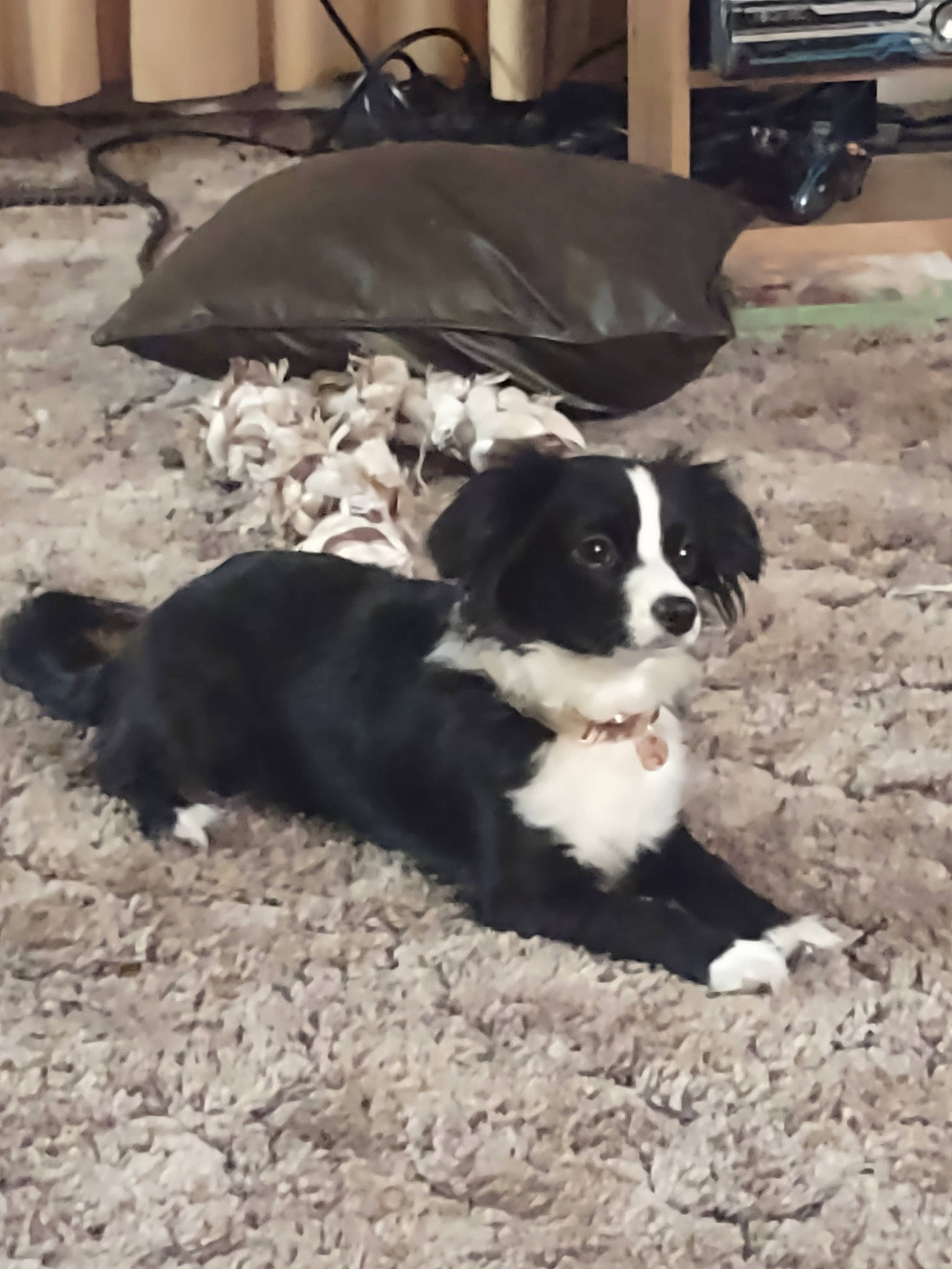 Lady joined the competition — help win amazing prizes! automotive_tire, borador, border_collie, bored, carnivore, chair, companion_dog, dog, dog_breed, flooring, fur, gun_dog, herding_dog, mcnab, puppy, sporting_group, terrestrial_animal, working_animal, working_dog