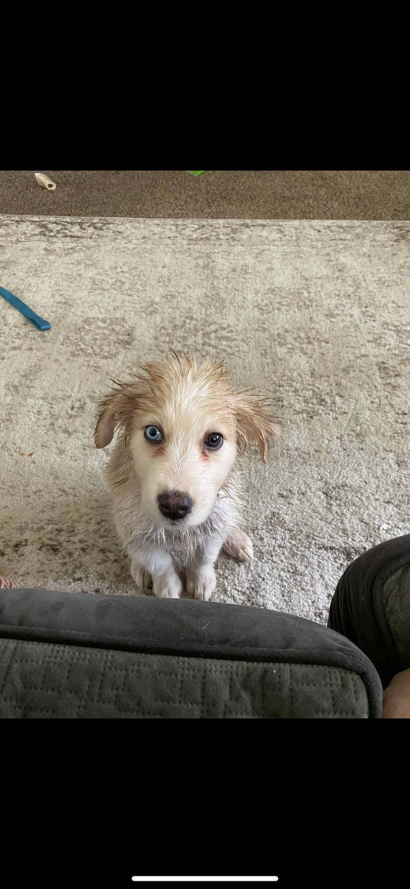 Doobie is registered to the contest to win money with this photo: basque_shepherd_dog, canidae, carnivore, companion_dog, dog, dog_breed, fawn, mammal, puppy, rare_breed_dog, small_greek_domestic_dog, snout, sporting_group, street_dog, vertebrate, whiskers