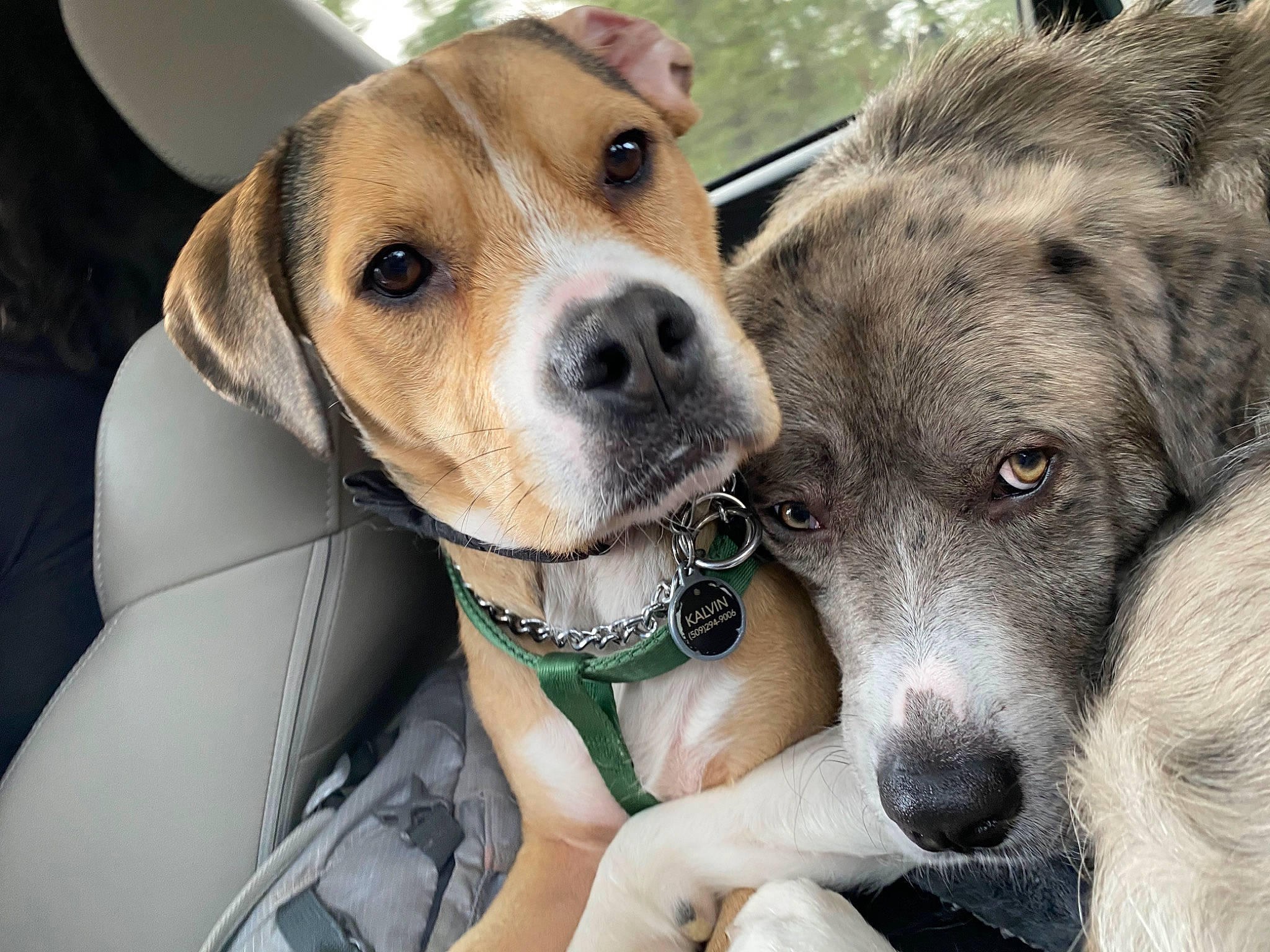 Kalvin is registered to the contest to win money with this photo: animal_shelter, canidae, carnivore, catahoula_bulldog, companion_dog, dog, dog_breed, fawn, hunting_dog, louisiana_catahoula_leopard_dog, mammal, mountain_cur, puppy_love, snout, sporting_group, vertebrate, whiskers