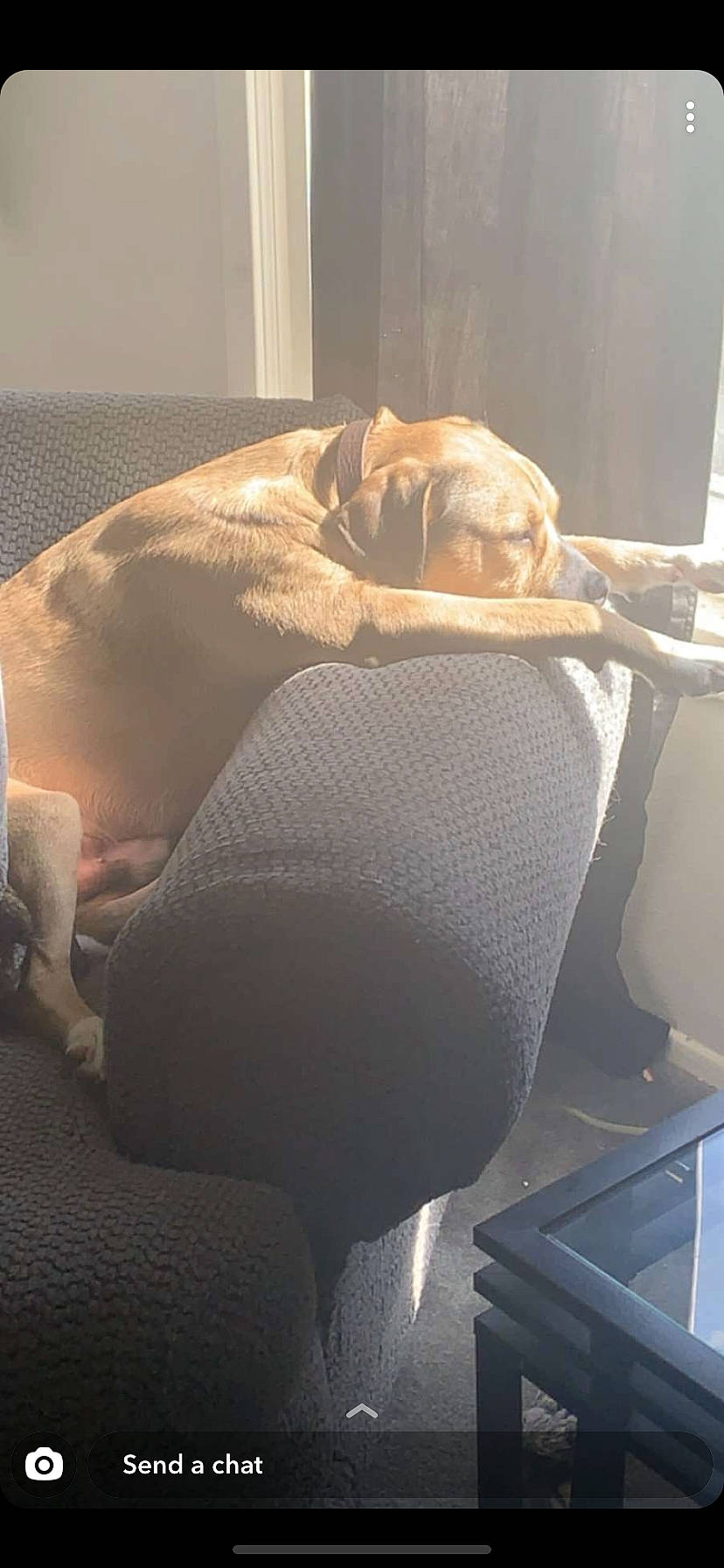 Kalvin joined the competition — help win amazing prizes! canidae, carnivore, dog, dog_breed, fawn, sporting_group