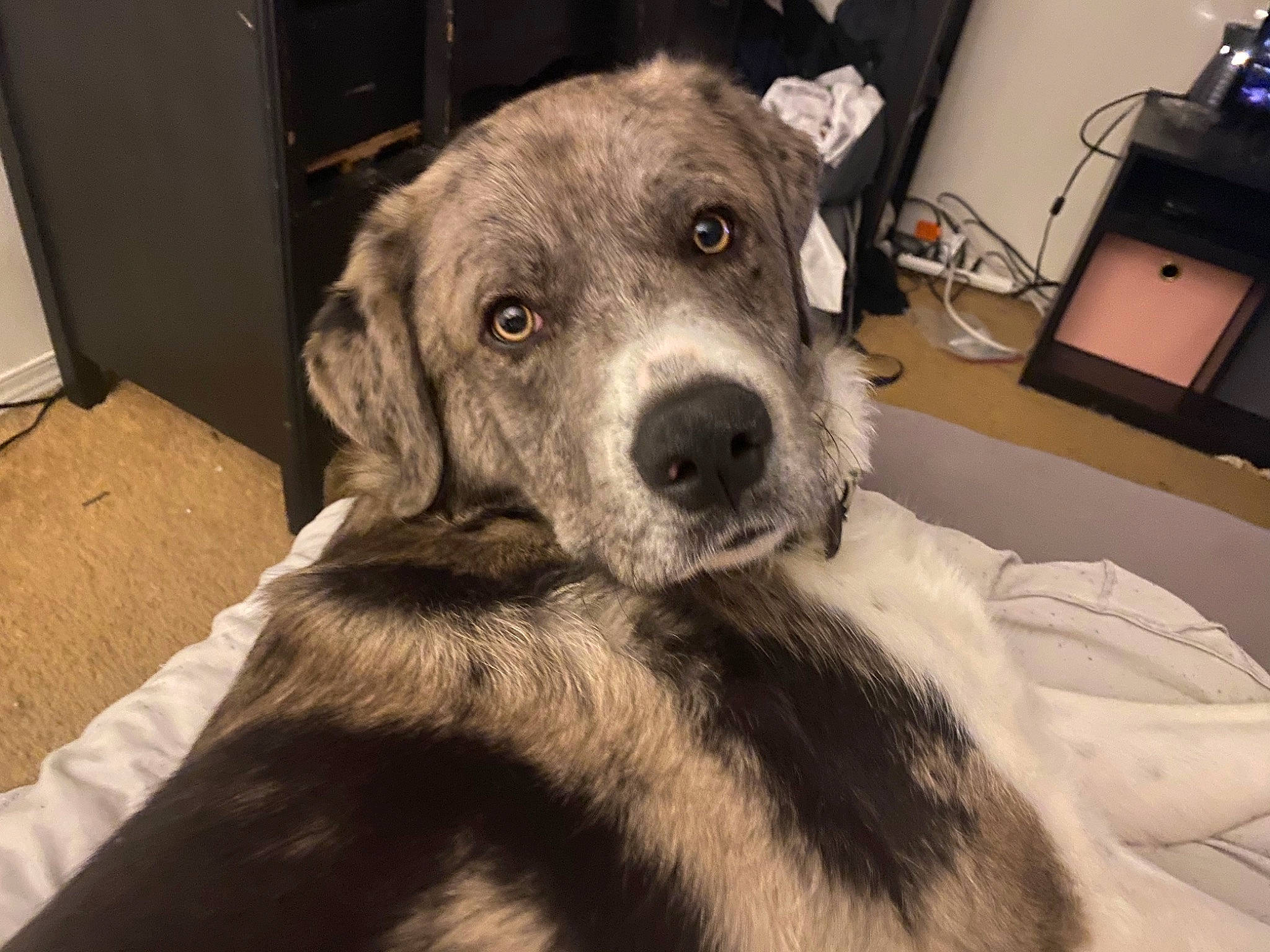 Bud is registered to the contest to win money with this photo: canidae, carnivore, companion_dog, dog, dog_breed, fur, mammal, snout, sporting_group, whiskers