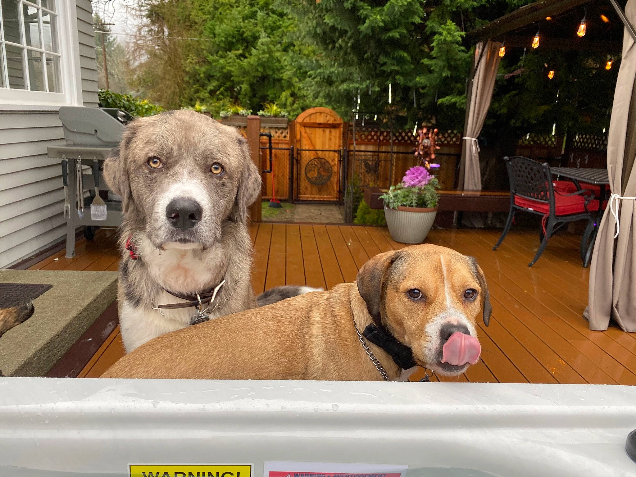 Bud is registered to the contest to win money with this photo: broholmer, canidae, carnivore, companion_dog, dog, dog_breed, fawn, mammal, non_sporting_group, rare_breed_dog, sporting_group, vertebrate