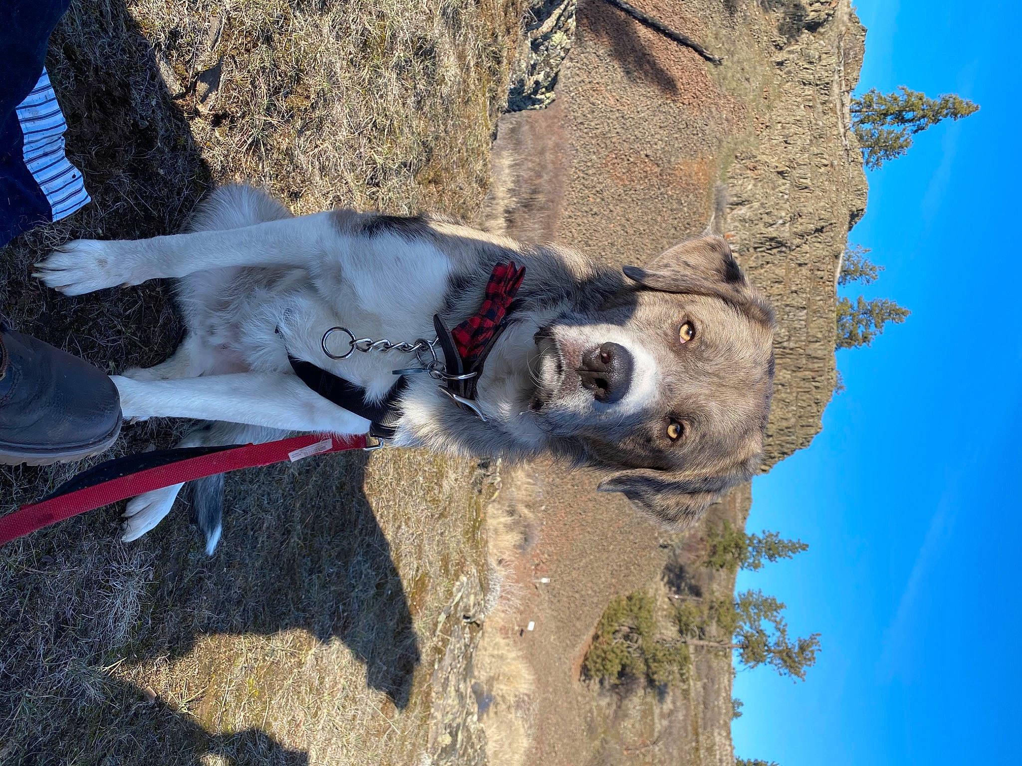 Bud is registered to the contest to win money with this photo: canidae, carnivore, dog, dog_breed, non_sporting_group, plant, snout, sporting_group, tree