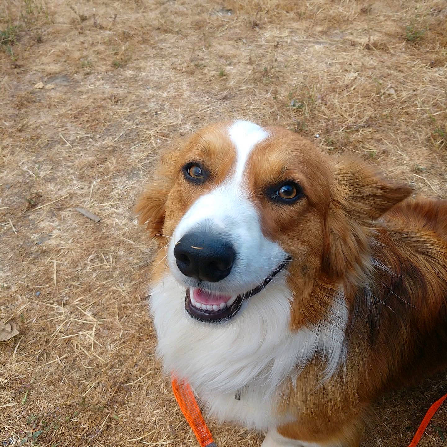 Winston Leroy joined the competition — help win amazing prizes! ancient_dog_breeds, canidae, carnivore, companion_dog, dog, dog_breed, fawn, fur, grass, liver, plant, snout, sporting_group, terrestrial_animal, whiskers, wildlife, working_dog