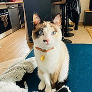 Tahia a rejoint le concours — aidez-le/la à gagner de superbes lots ! cat, calico_cat, blue_eyes, collar, indoor, blanket, furniture, kitchen, floor, tile_floor, chair, jacket, home, pet, animal, cute, sitting, looking_at_camera, domestic, cozy