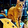 Lt. Dan is registered to the contest to win money with this photo: alert, animal, cat, close_up, curious, cute, domestic, ears, feline, furniture, household, indoor, looking, orange_tabby, paw_print, pet, ramp, soft_lighting, tail, whiskers