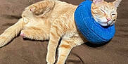 Lt. Dan joined the competition — help win amazing prizes! animal, blanket, blue_collar, brown, cat, cozy, cute, domestic, feline, fur, indoor, orange_tabby, paw, pet, relaxed, resting, sleeping, soft, sunlight, whiskers