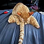 Lt. Dan is registered to the contest to win money with this photo: animal, bed, blanket, cat, cozy, cute, domestic_cat, feline, fluffy_tail, furniture, ginger_cat, indoor, legs_spread, orange_fur, pet, relaxed, resting, sleepy, tail, whiskers