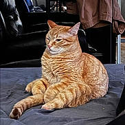 Lt. Dan joined the competition — help win amazing prizes! animal, cat, chair, clothing, cozy, cute, domestic, ears, fabric, feline, fur, home, indoor, orange_tabby, paws, pet, relaxed, resting, tail, whiskers