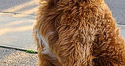 Henry is registered to the contest to win money with this photo: asphalt, canine, companion, cute, daytime, dog, fluffy, fur, golden_doodle, greenery, happy, house, mammal, neighborhood, outdoor, pet, residential, sitting, sunlight, tongue_out