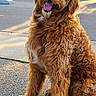 Henry is registered to the contest to win money with this photo: asphalt, canine, companion, cute, daytime, dog, fluffy, fur, golden_doodle, greenery, happy, house, mammal, neighborhood, outdoor, pet, residential, sitting, sunlight, tongue_out