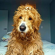 Henry is registered to the contest to win money with this photo: dog, golden_doodle, curly_fur, pet, indoors, bed, muzzle, nose, fur, canine, animal, portrait, domestic_animal, long_hair, looking_at_camera, whiskers, bedroom, blanket, door, wall