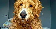 Henry is registered to the contest to win money with this photo: animal, bed, bedroom, blanket, canine, curly_fur, dog, domestic_animal, door, fur, golden_doodle, indoors, long_hair, looking_at_camera, muzzle, nose, pet, portrait, wall, whiskers