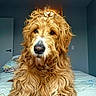 dog, golden_doodle, curly_fur, pet, indoors, bed, muzzle, nose, fur, canine, animal, portrait, domestic_animal, long_hair, looking_at_camera, whiskers, bedroom, blanket, door, wall