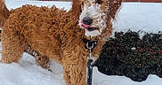 Henry is registered to the contest to win money with this photo: accessories, airedale, animal, canine, cockerspaniel, dog, flagstone, leash, nature, outdoors, path, pet, poodle, puppy, slate, snow, strap, terrier, walkway, winter