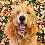 Henry is registered to the contest to win money with this photo: animal, autumn, close_up, colorful, dog, fall, fluffy, golden_fur, grass, happy, leaves, nature, outdoors, pet, playful, portrait, shaggy, sitting, smiling, tongue_out