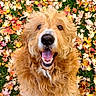 animal, autumn, close_up, colorful, dog, fall, fluffy, golden_fur, grass, happy, leaves, nature, outdoors, pet, playful, portrait, shaggy, sitting, smiling, tongue_out