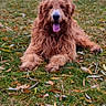 Henry is registered to the contest to win money with this photo: animal, canine, cloudy_sky, dog, fence, field, fur, golden_doodle, grass, happy, leaves, lying_down, mammal, mountains, nature, outdoor, pet, playful, scenic, tongue_out