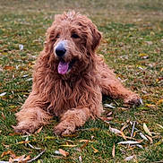 Henry joined the competition — help win amazing prizes! animal, autumn, canine, curly_hair, cute, daylight, dog, friendly, fur, grass, happy, laying_down, leaves, mammal, nature, outdoor, pet, portrait, relaxed, tongue_out
