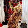 animal, canine, christmas, christmasdecorations, cockerspaniel, dog, dogbed, festival, food, fruit, pet, plant, poodle, produce, puppy, terrier, window, windowsill, wreath