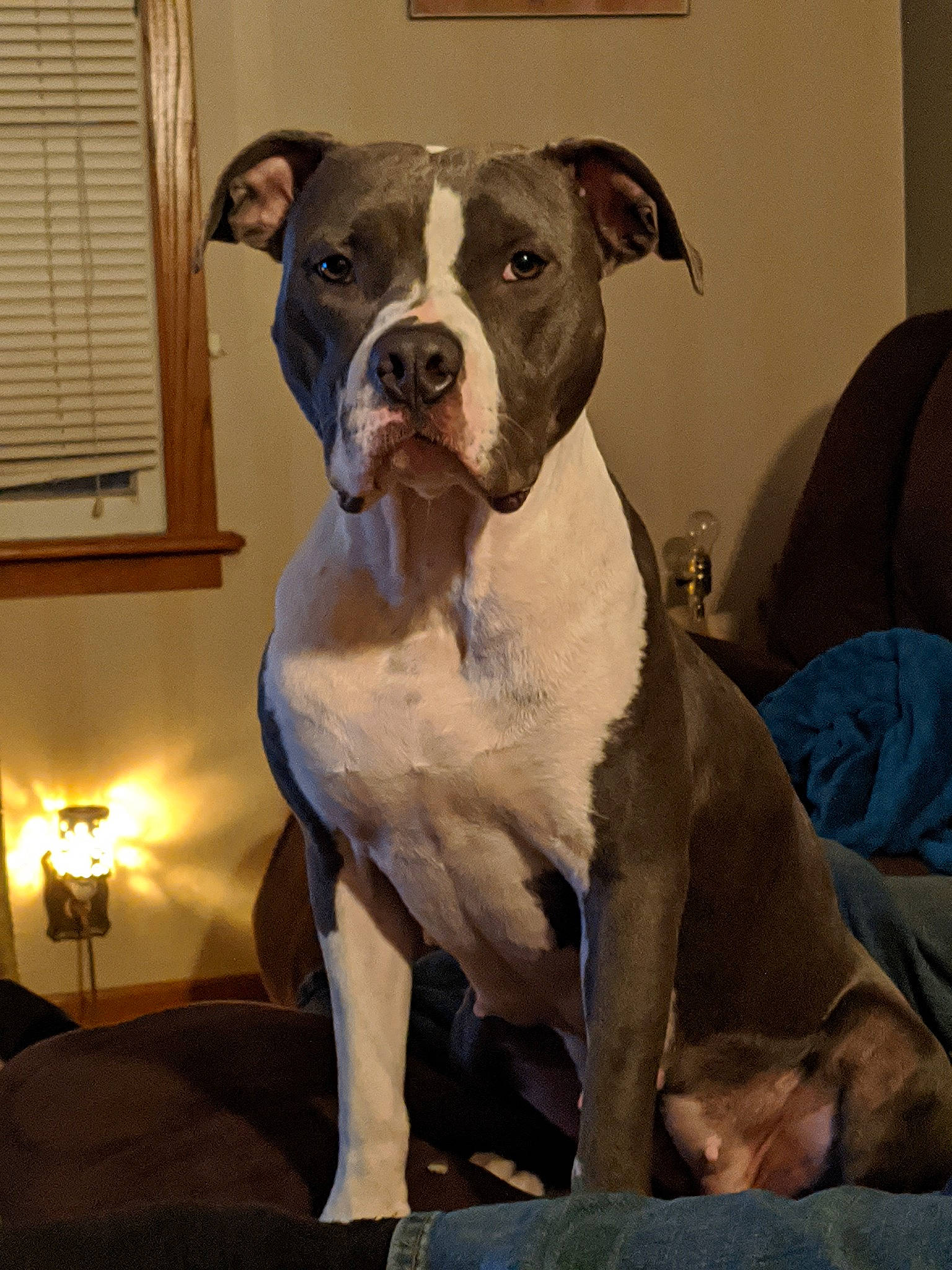 Remington is registered to the contest to win money with this photo: art, boston_terrier, canidae, carnivore, collar, comfort, companion_dog, dog, dog_breed, dog_collar, fawn, fur, lamp, molosser, snout, sporting_group, whiskers, window, window_blind, working_animal