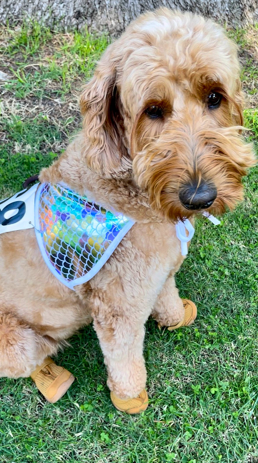 Penny is registered to the contest to win money with this photo: canidae, carnivore, collar, companion_dog, dog, dog_breed, dog_collar, dog_supply, fashion_accessory, fur, grass, leash, liver, pet_supply, sporting_group, tail, terrier, water_dog, working_animal