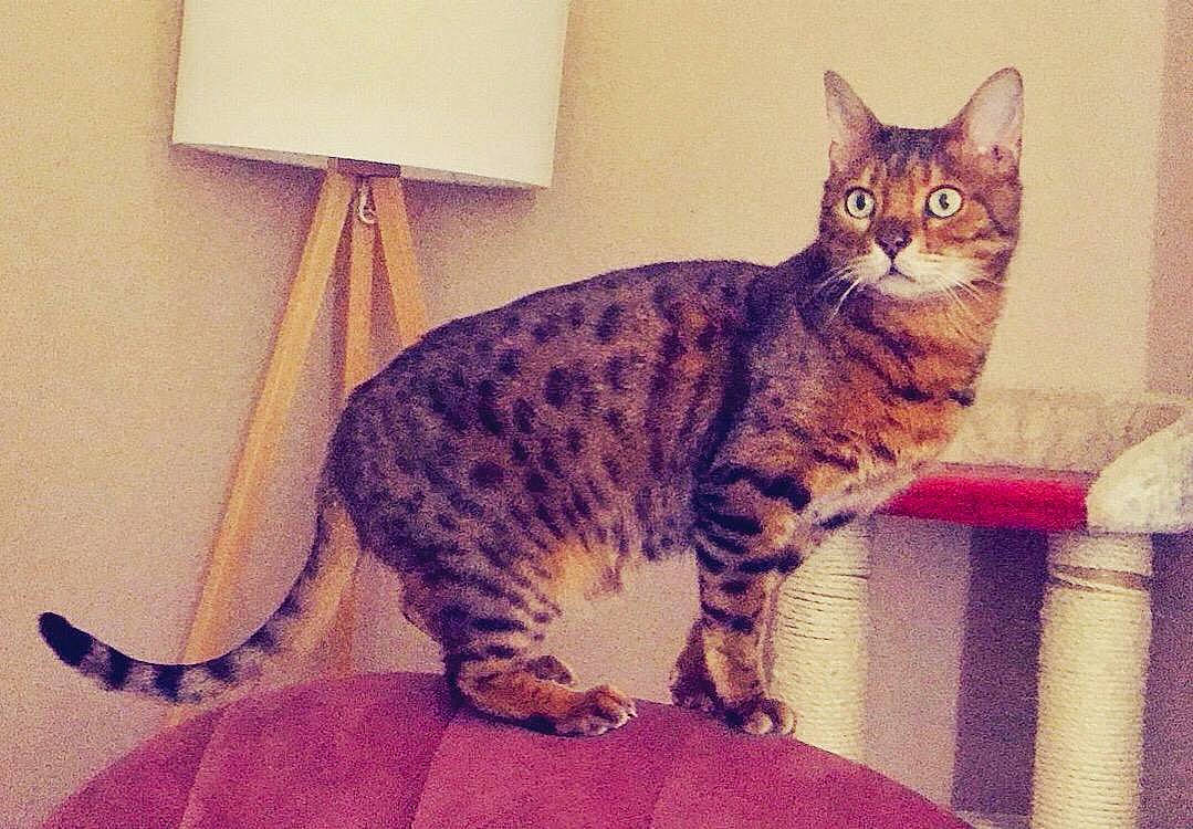 Lipton participe au concours pour gagner de l'argent avec cette photo : arabian_mau, asian, australian_mist, bengal, california_spangled, carnivore, cat, domestic_short_haired_cat, dragon_li, egyptian_mau, european_shorthair, felidae, kitten, mammal, ocicat, small_to_medium_sized_cats, sokoke, tabby_cat, vertebrate, whiskers