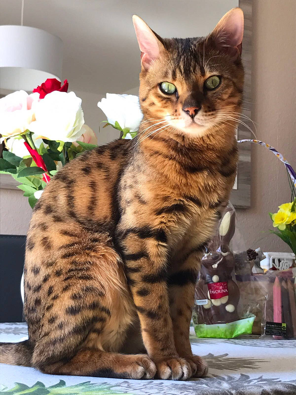 Lipton a rejoint le concours — aidez-le/la à gagner de superbes lots ! arabian_mau, asian, australian_mist, bengal, california_spangled, carnivore, cat, domestic_short_haired_cat, dragon_li, egyptian_mau, european_shorthair, felidae, mammal, ocicat, savannah, small_to_medium_sized_cats, tabby_cat, toyger, vertebrate, whiskers