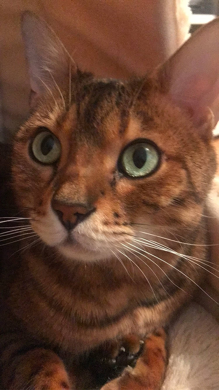 Lipton participe au concours pour gagner de l'argent avec cette photo : abyssinian, asian, australian_mist, bengal, carnivore, cat, chausie, close_up, domestic_short_haired_cat, european_shorthair, felidae, mammal, singapura, small_to_medium_sized_cats, snout, somali, tabby_cat, toyger, vertebrate, whiskers