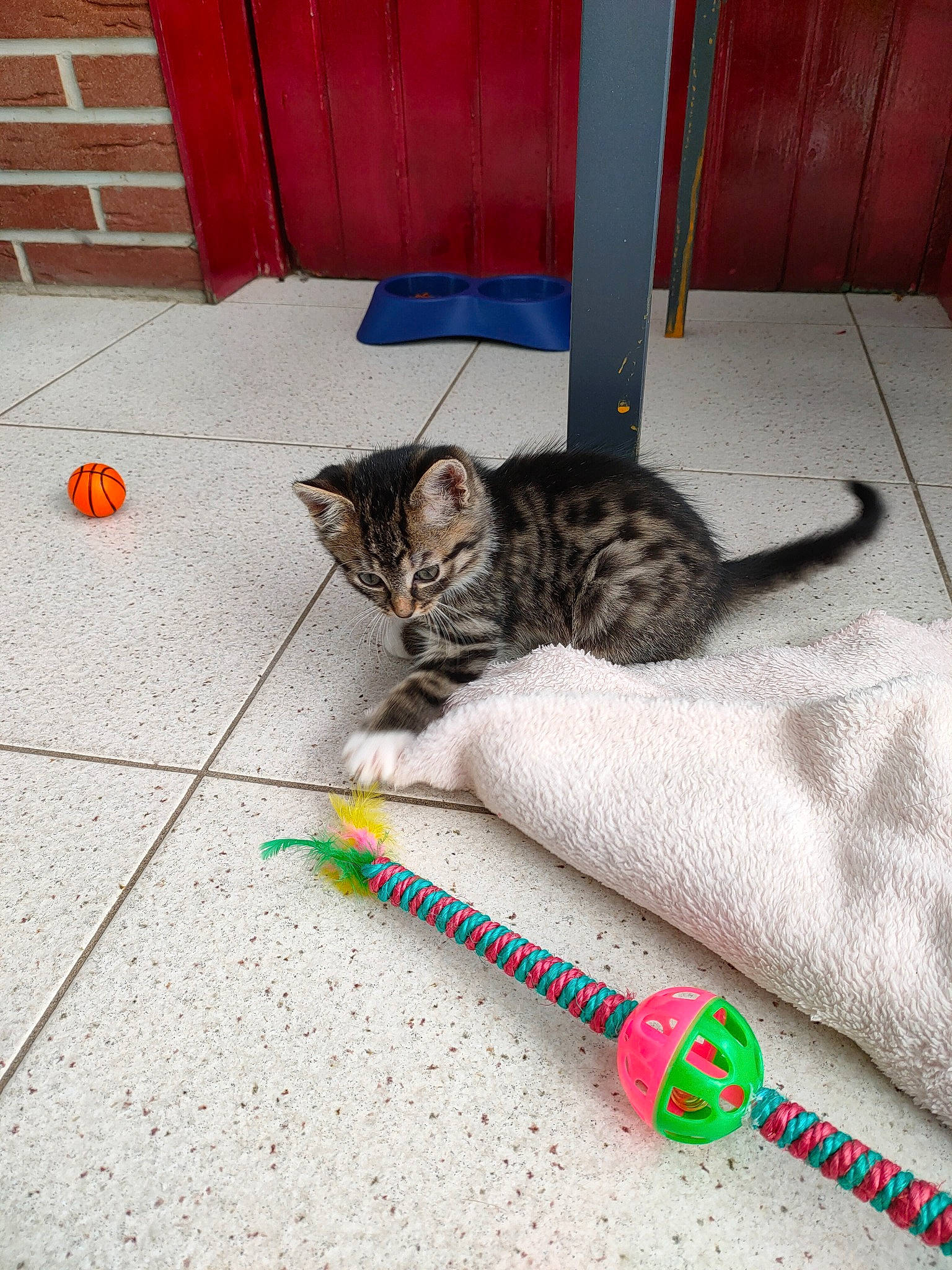 Simba a rejoint le concours — aidez-le/la à gagner de superbes lots ! carnivore, cat, claw, comfort, domestic_short_haired_cat, door, felidae, flooring, fur, grass, musical_instrument, paw, road_surface, sidewalk, small_to_medium_sized_cats, tail, terrestrial_animal, whiskers