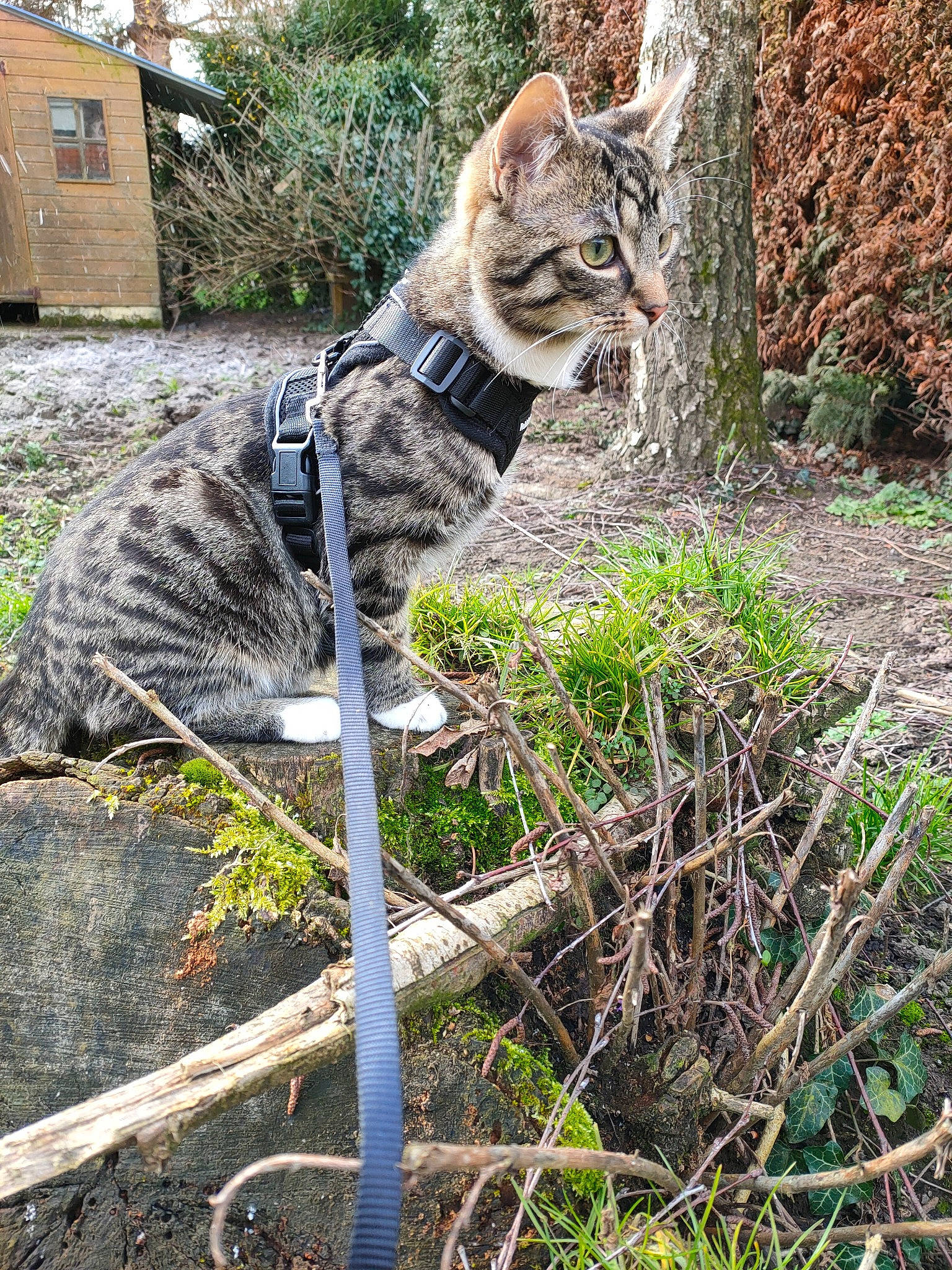 Simba participe au concours pour gagner de l'argent avec cette photo : carnivore, cat, domestic_short_haired_cat, felidae, fur, grass, groundcover, lynx, plant, small_to_medium_sized_cats, snout, tail, terrestrial_animal, tree, trunk, twig, whiskers, wildlife, window, wood