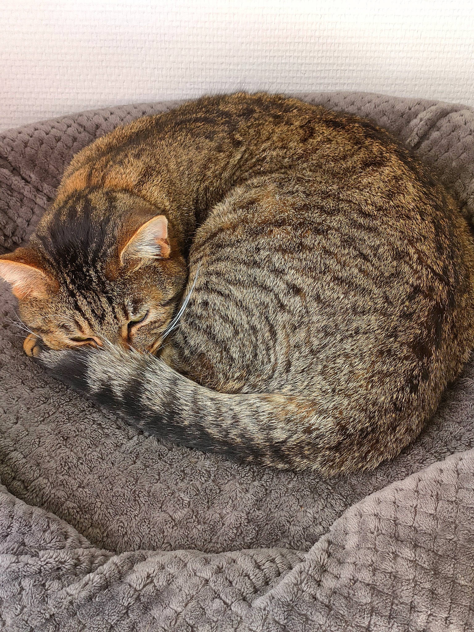 Biscuit participe au concours pour gagner de l'argent avec cette photo : carnivore, cat, cat_bed, comfort, domestic_short_haired_cat, eye, felidae, fur, grey, nap, sleep, small_to_medium_sized_cats, snout, tail, terrestrial_animal, tree, whiskers