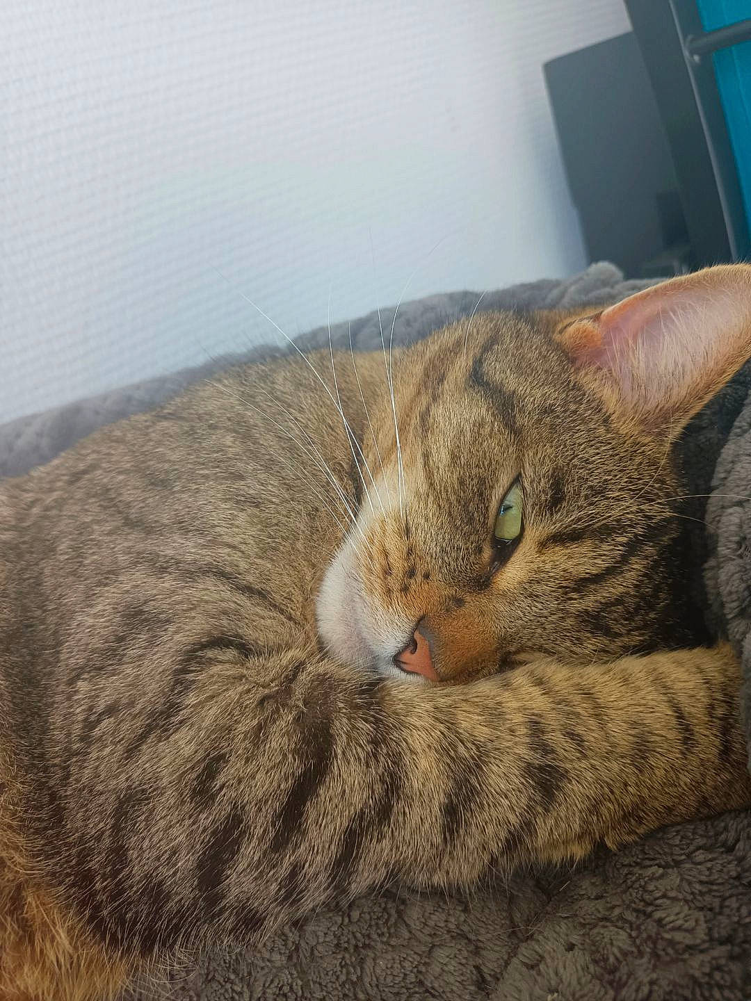 Biscuit a rejoint le concours — aidez-le/la à gagner de superbes lots ! carnivore, cat, claw, comfort, domestic_short_haired_cat, felidae, fur, head, nap, paw, sitting, sleep, small_to_medium_sized_cats, tail, terrestrial_animal, whiskers, wildlife