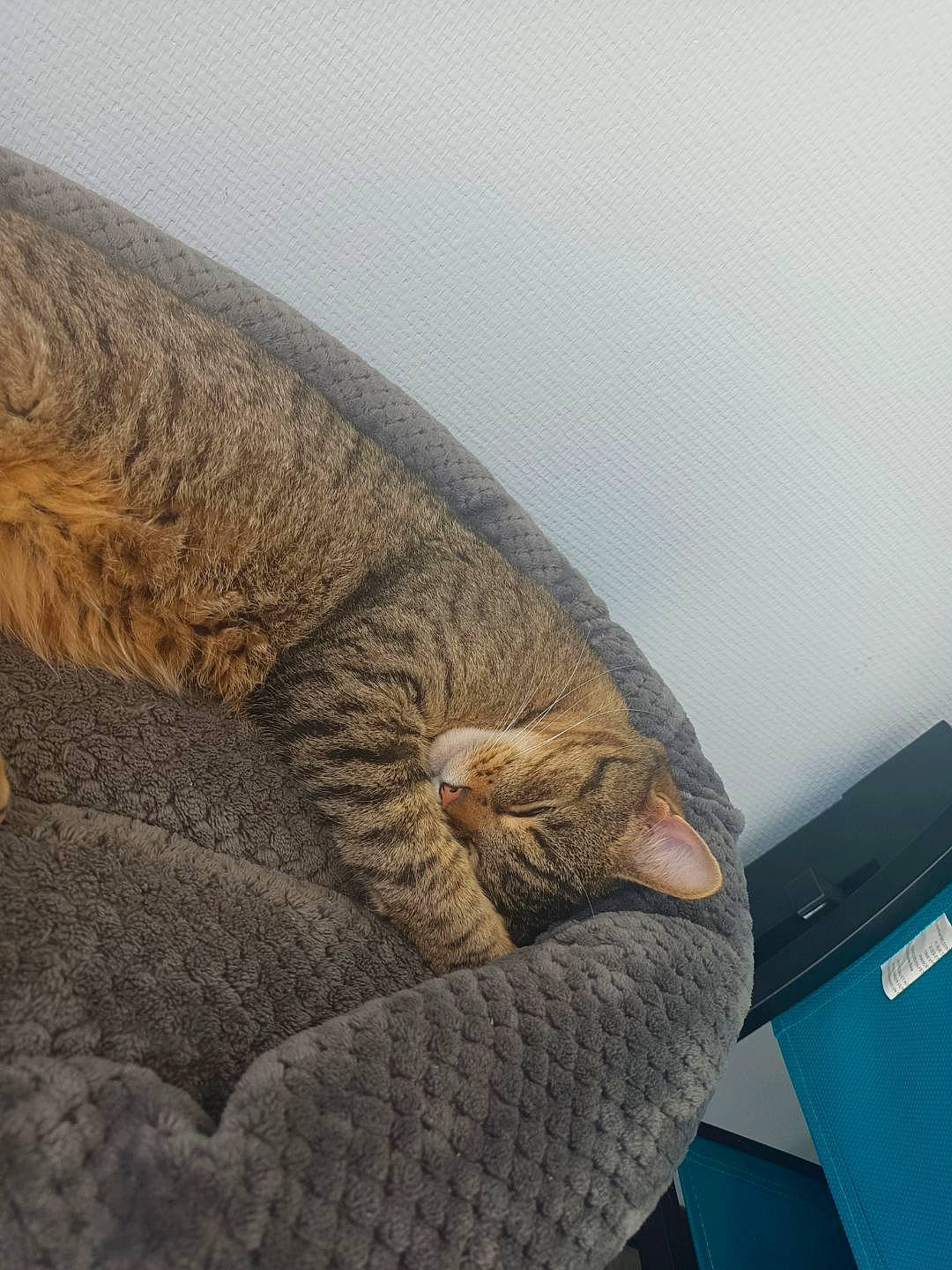 Biscuit participe au concours pour gagner de l'argent avec cette photo : big_cats, carnivore, cat, cat_bed, comfort, domestic_short_haired_cat, felidae, fur, landscape, nap, paw, rock, sky, sleep, small_to_medium_sized_cats, tail, terrestrial_animal, whiskers, wood