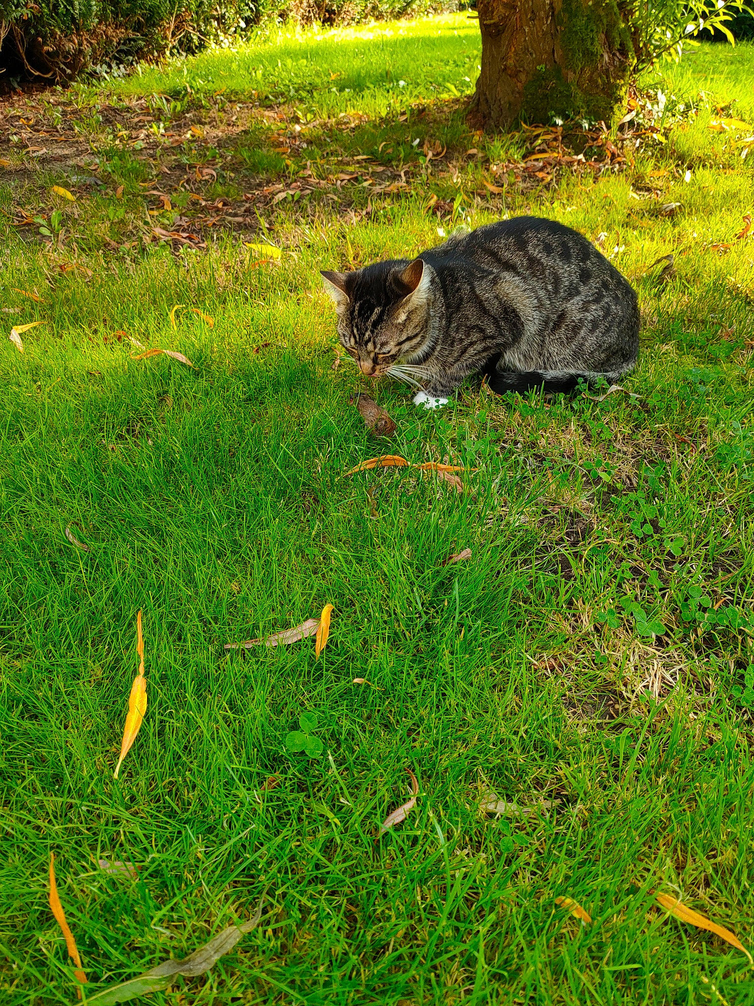 Simba a rejoint le concours — aidez-le/la à gagner de superbes lots ! carnivore, cat, felidae, garden, grass, grass_family, grassland, groundcover, herbaceous_plant, lawn, meadow, natural_landscape, pasture, plant, small_to_medium_sized_cats, soil, tail, terrestrial_animal, whiskers, wildlife