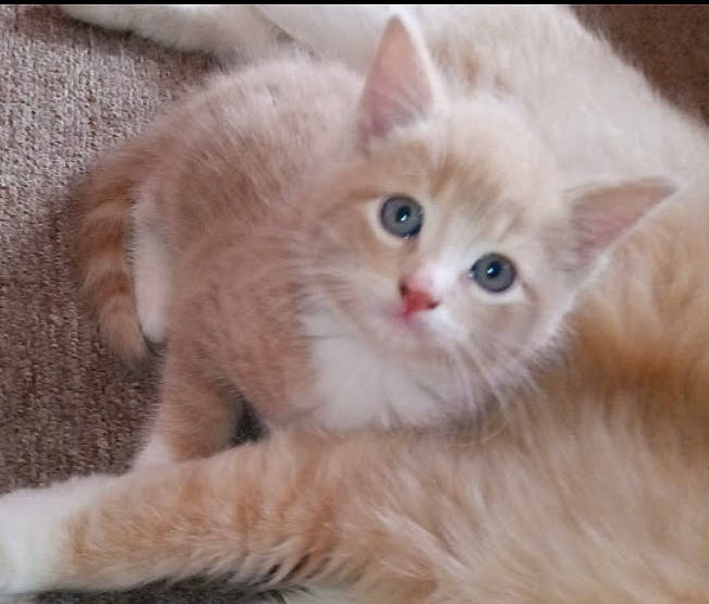 Albert is registered to the contest to win money with this photo: british_longhair, carnivore, cat, claw, domestic_short_haired_cat, fawn, felidae, fur, paw, small_to_medium_sized_cats, tail, terrestrial_animal, whiskers