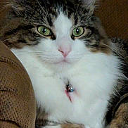 Binx is registered to the contest to win money with this photo: cat, fluffy, green_eyes, tabby, white_fur, pet, indoor, closeup, relaxed, feline, animal, cute, domestic_cat, whiskers, soft_texture, couch, cozy, portrait, resting, calm