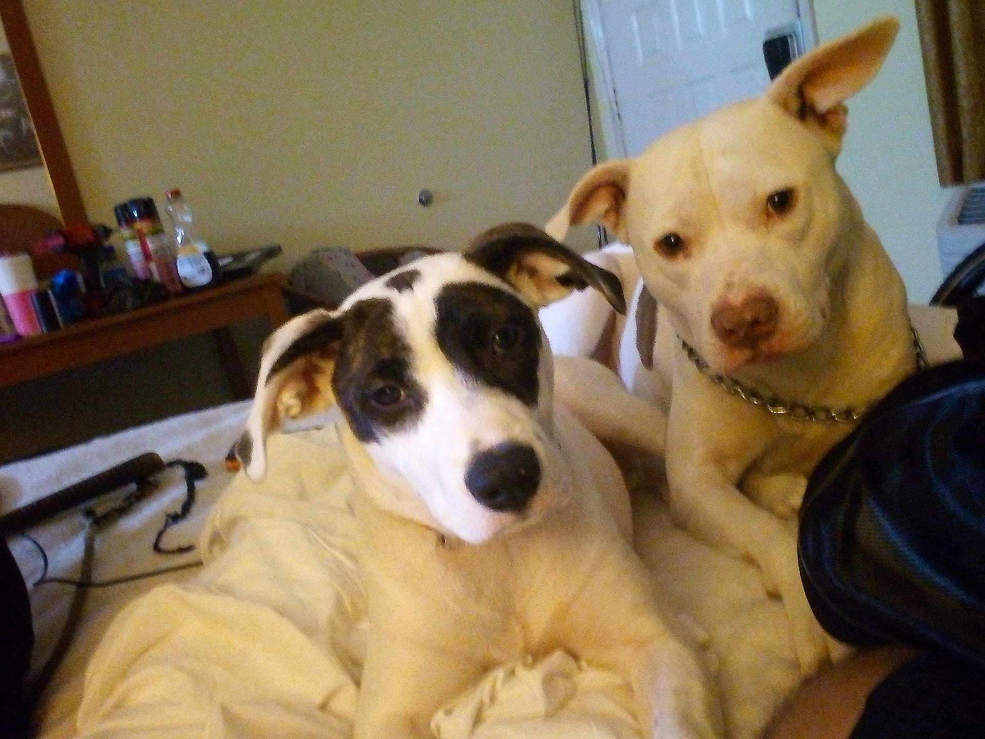 Lil Girl joined the competition — help win amazing prizes! dog, bed, blanket, indoor, pet, canine, white, black, collar, chain, furniture, table, bottle, curtain, door, resting, animal, two_dogs, companion, relaxed