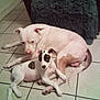 animal, black_spots, canine, companion, cozy, cuddle, cute, dog, domestic_animal, floor, furry, green_cushion, indoor, lying_down, pet, puppy, resting, tile_floor, two_dogs, white_dog