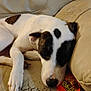 Lil Girl joined the competition — help win amazing prizes! dog, sleeping, couch, leather, reese's, candy_wrapper, brown_spot, white_fur, black_fur, resting, pet, domestic_animal, indoor, relaxed, paw, snout, ear, closeup, home, furniture